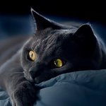 Илья Колесников